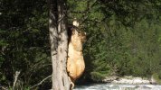 Ours dans un arbre